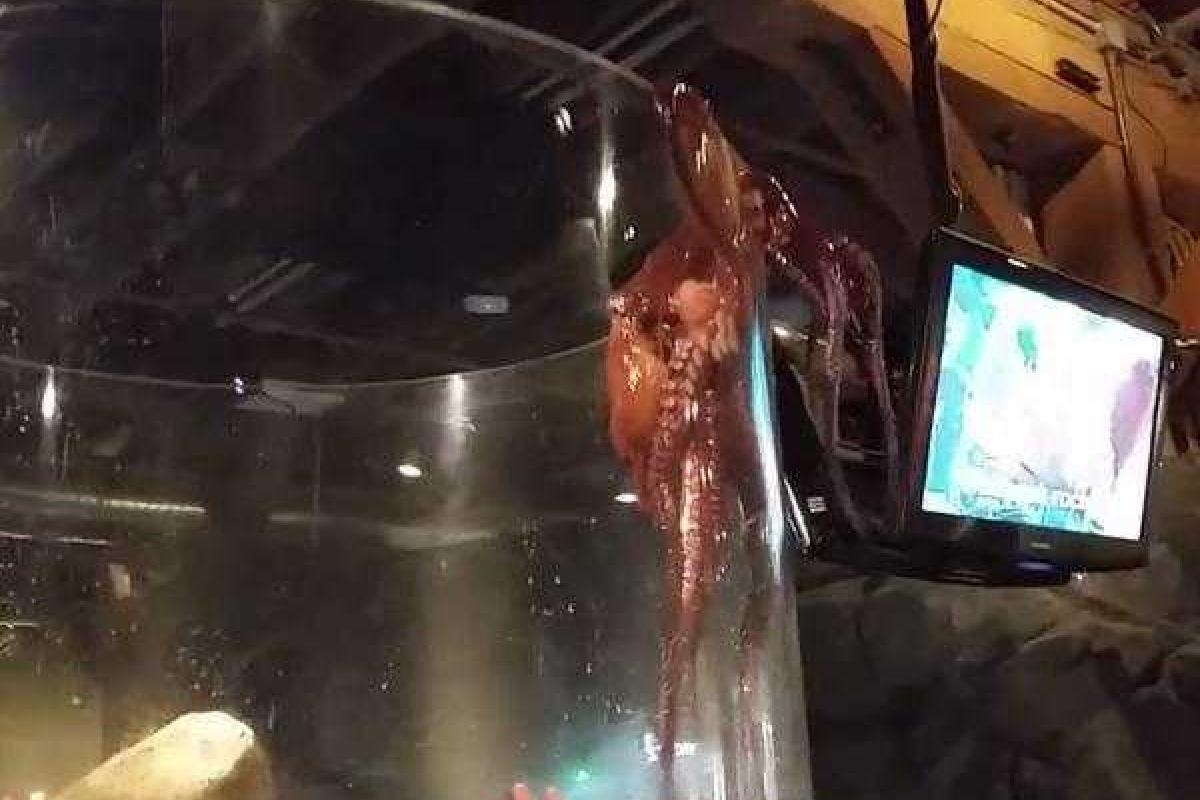 В США гигантский осьминог почти вылез из аувариума В США гигантский осьминог почти вылез из аувариума