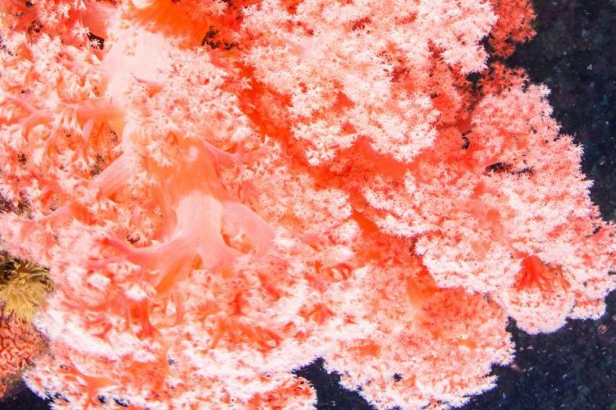 Живой коралл: Pantone назван цвет 2019 года Живой коралл: Pantone назван цвет 2019 года