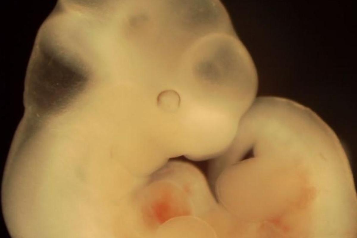 Японские ученые создадут гибриды человека-мыши и человека-крысы