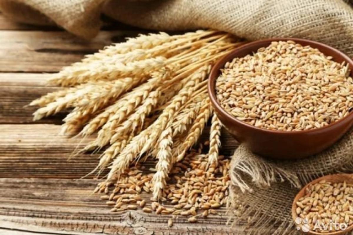 Зерно в 2021 году - выгодно продать и купить, советы реализации Зерно в 2021 году - выгодно продать и купить, советы реализации