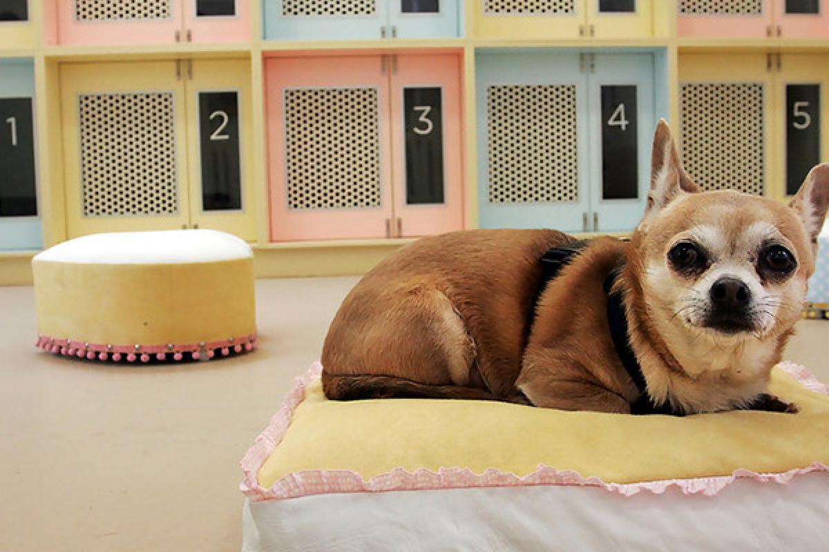 Какой отель для собак выбрать? Какой отель для собак выбрать?