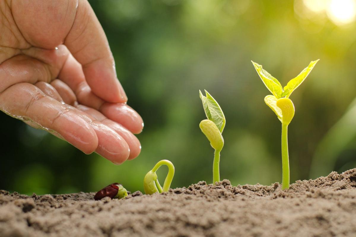 стимуляторы роста растений