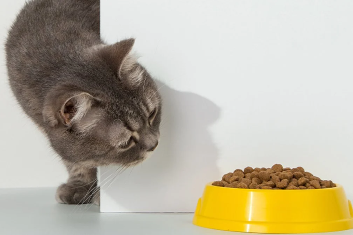 Как выбрать сухой корм для котов