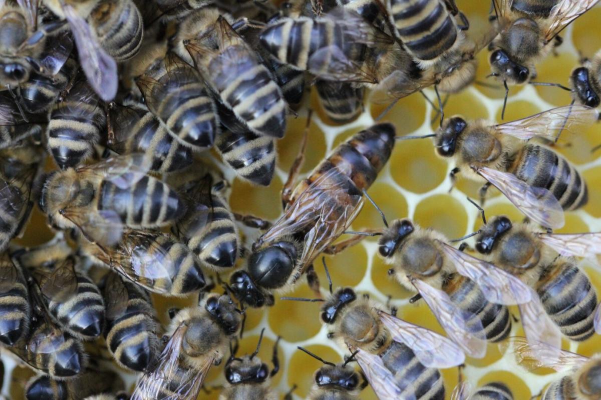 підсадка матки у вулик