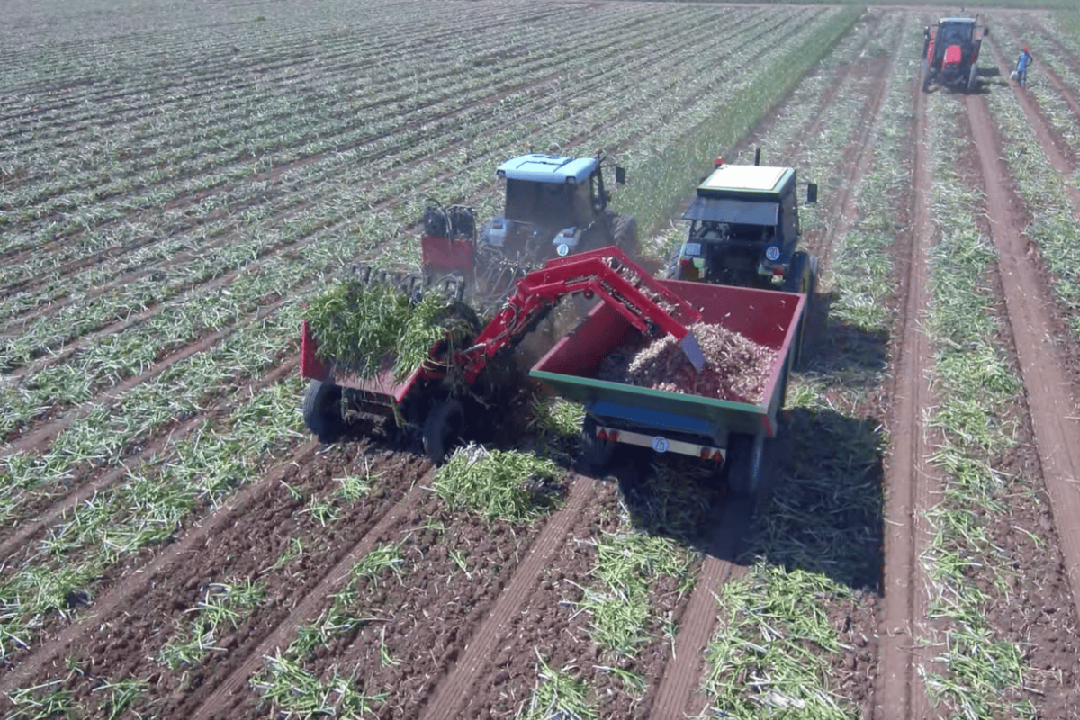 Посадковий часник оптом — сорт Любаша, Титан