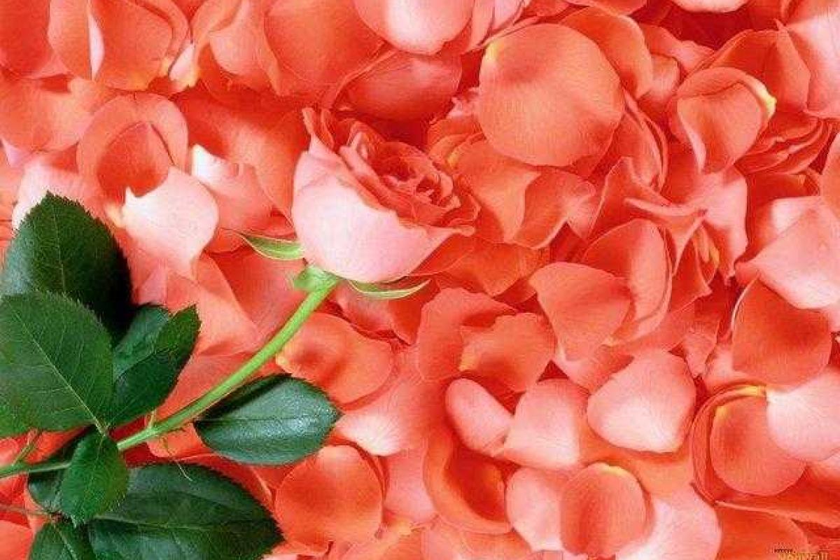 Косметика из розы