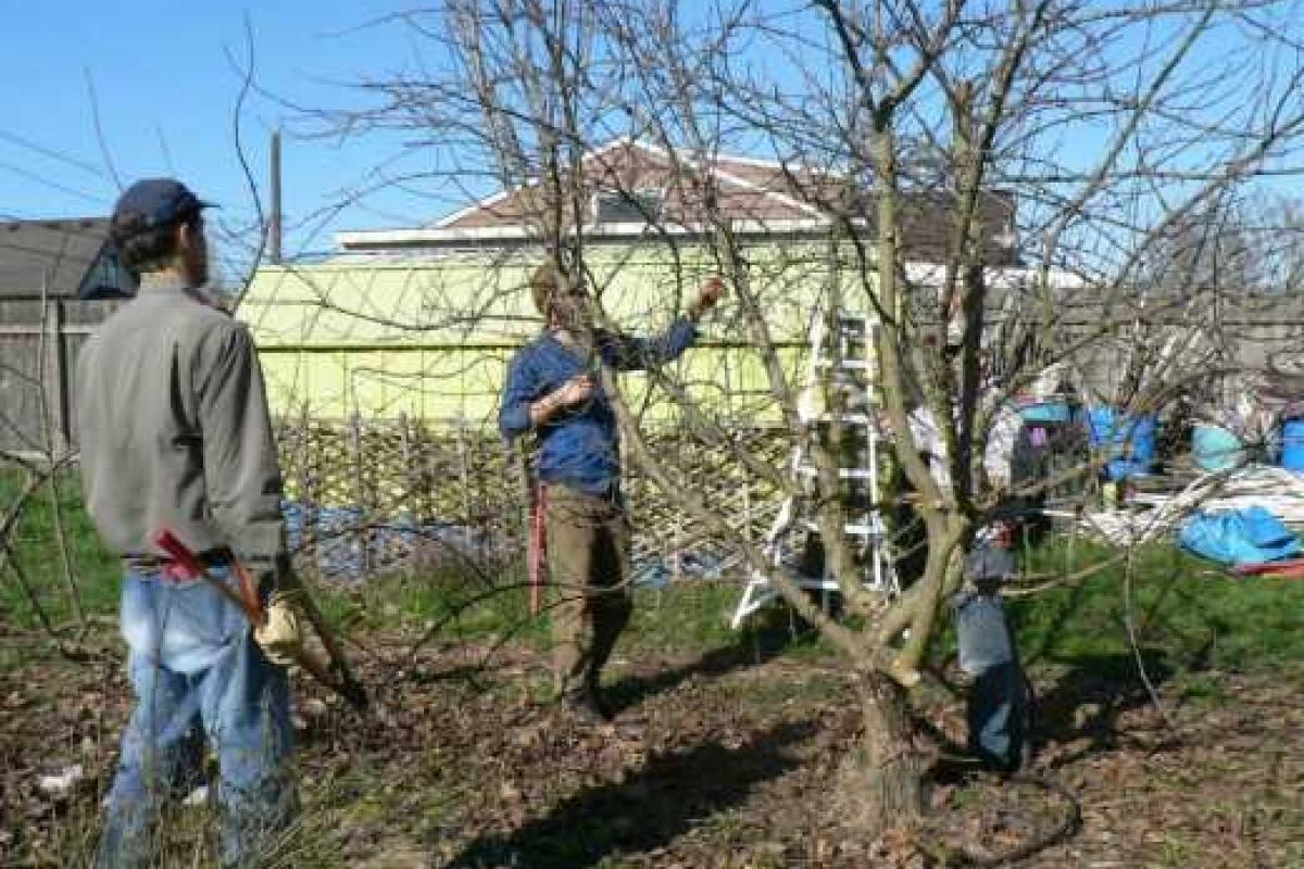 Как омолодить фруктовое дерево 