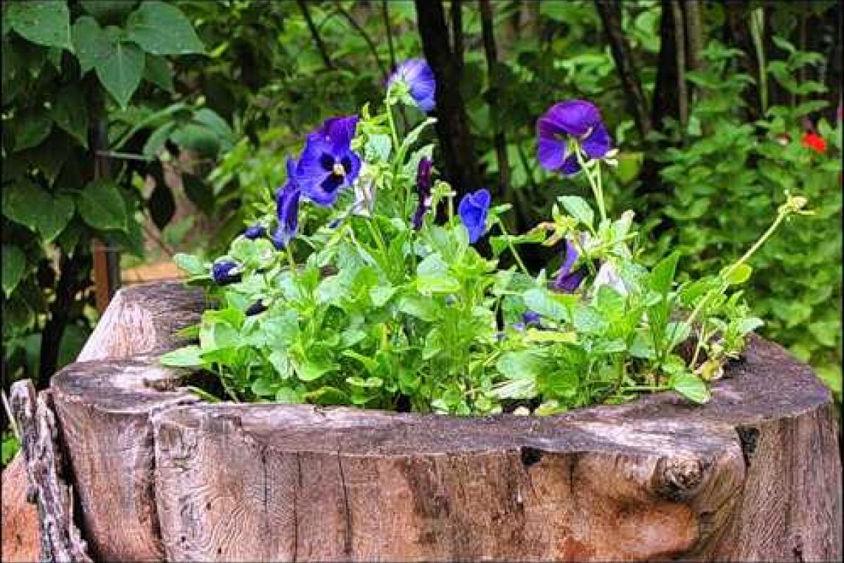 Идеи для дачи: необычная клумба Идеи для дачи: необычная клумба