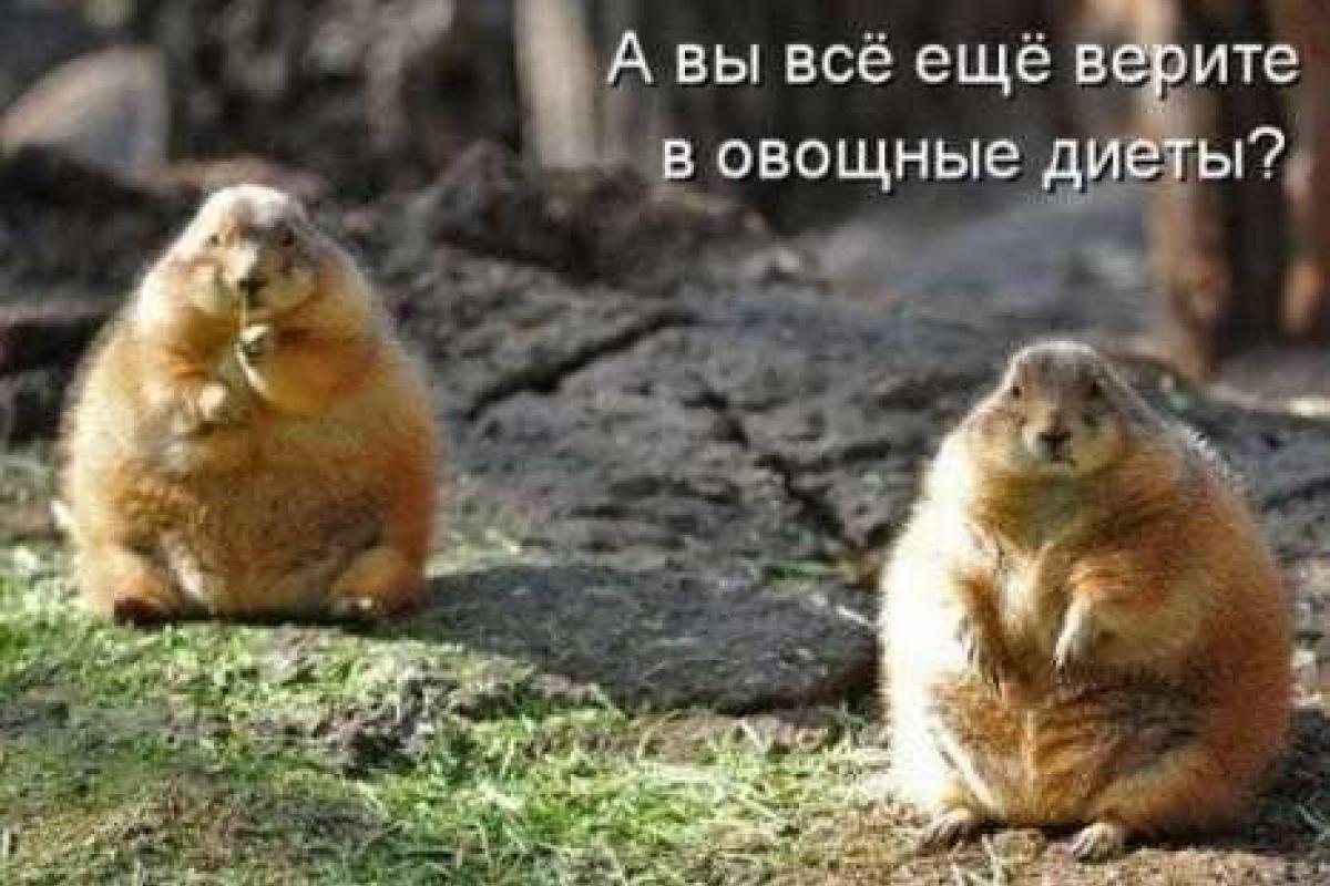 Мифы о диетах Мифы о диетах