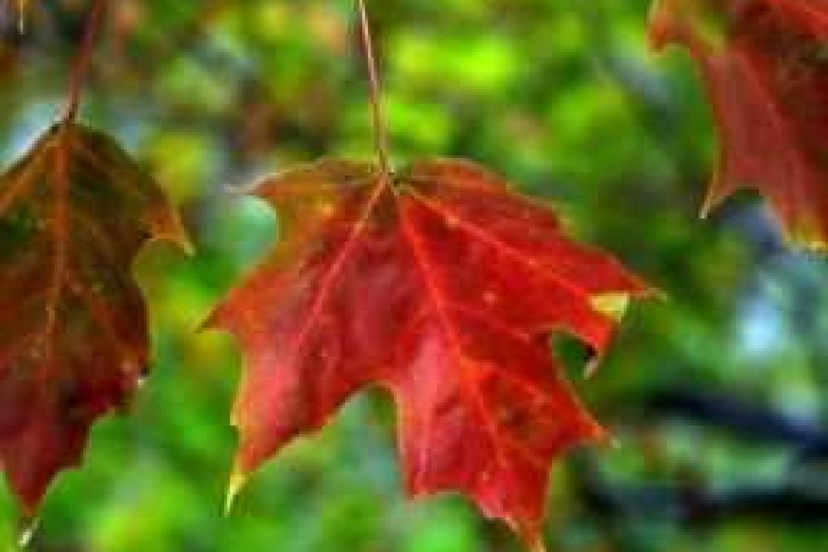 Как украсить дом осенними листьями