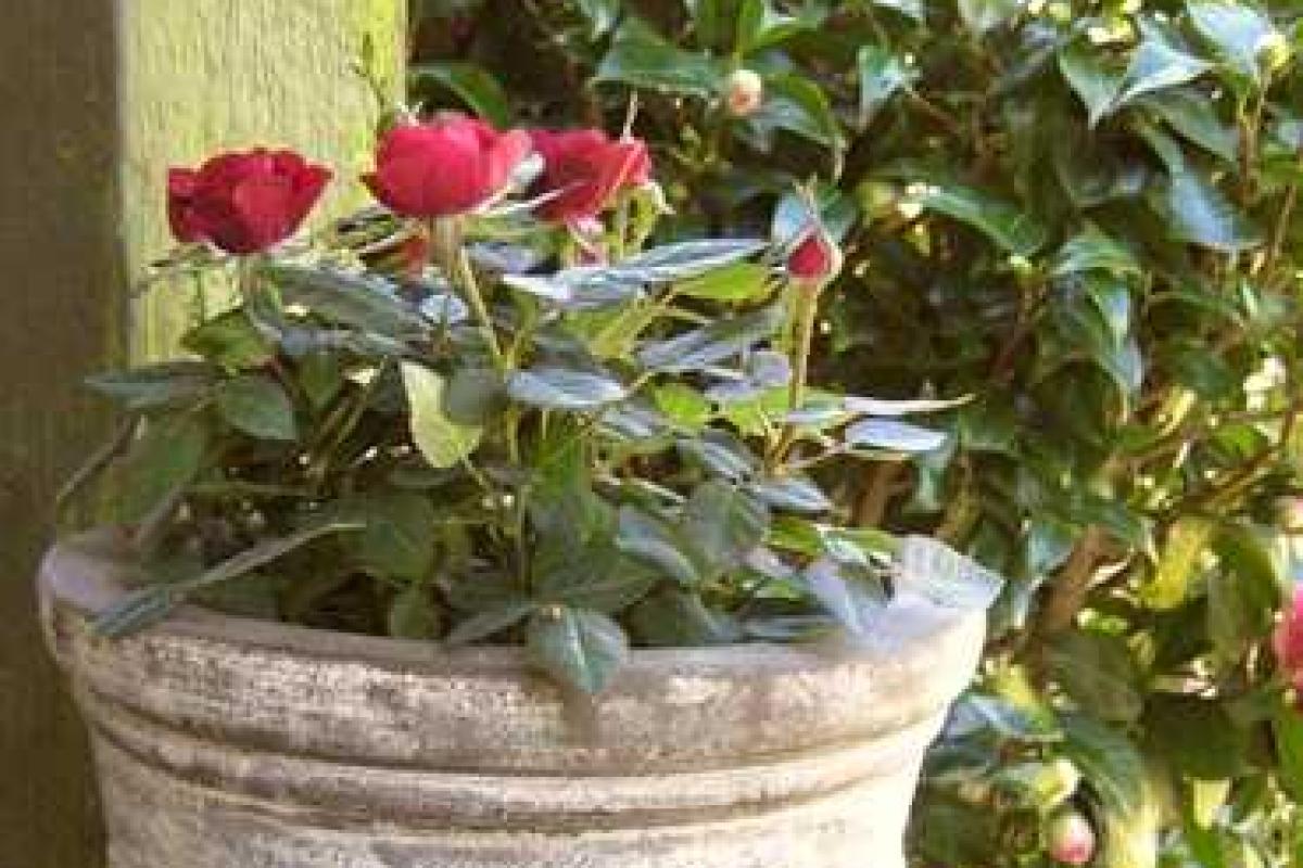 Выращиваем декоративные розы в контейнерах