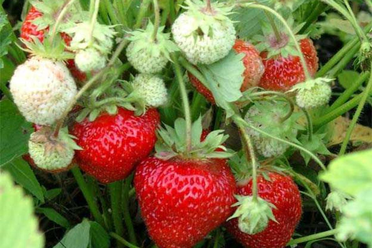 Секреты посадки рассады клубники Секреты посадки рассады клубники