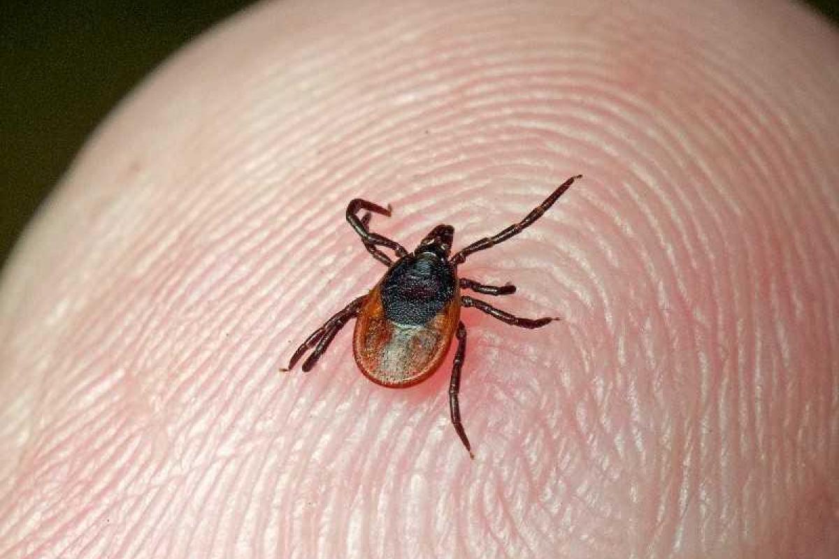 Как защититься от клещей Как защититься от клещей