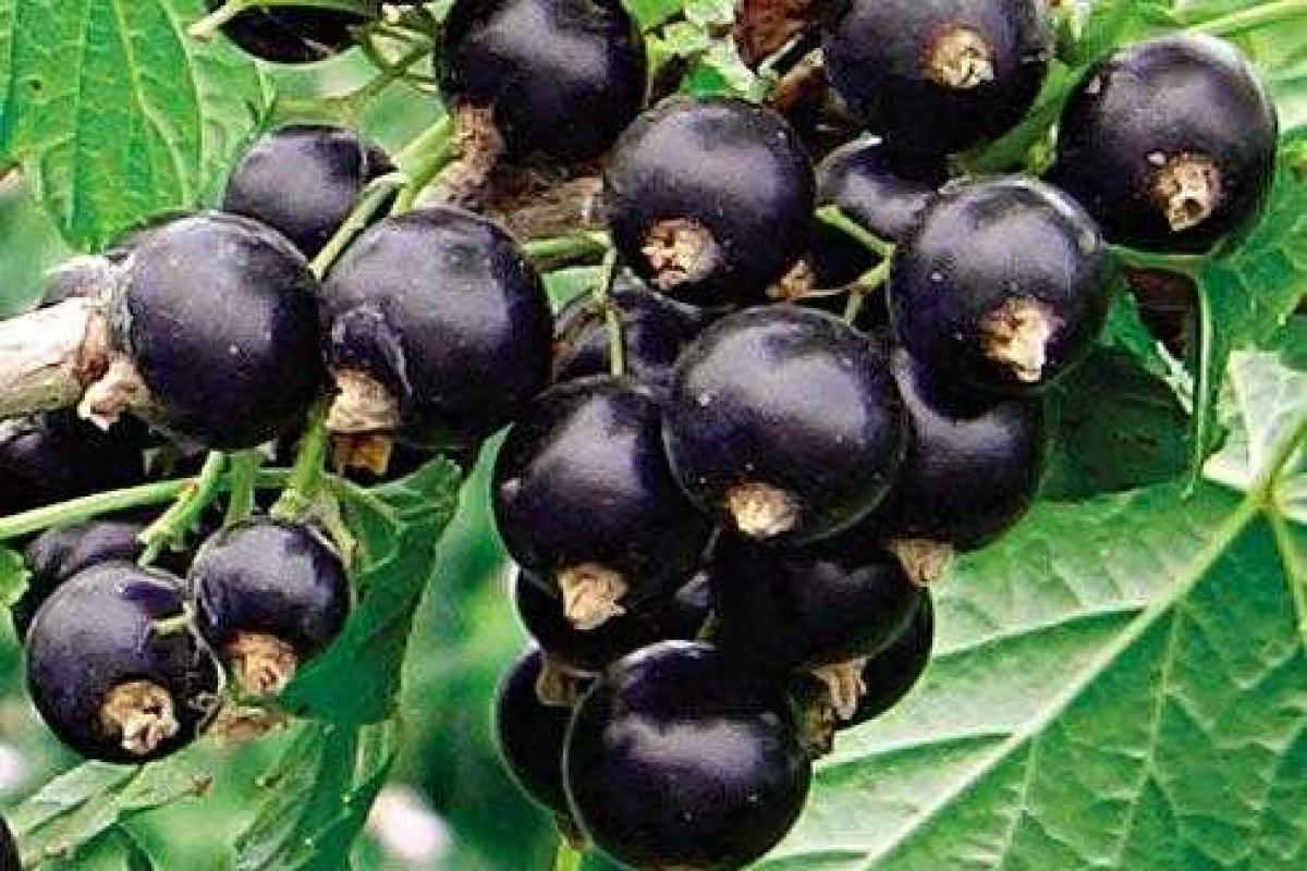 Сорта черной смородины