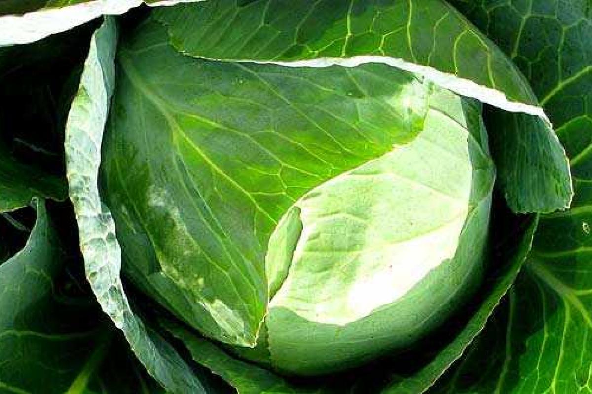 Послеуборочная обработка и хранение капусты