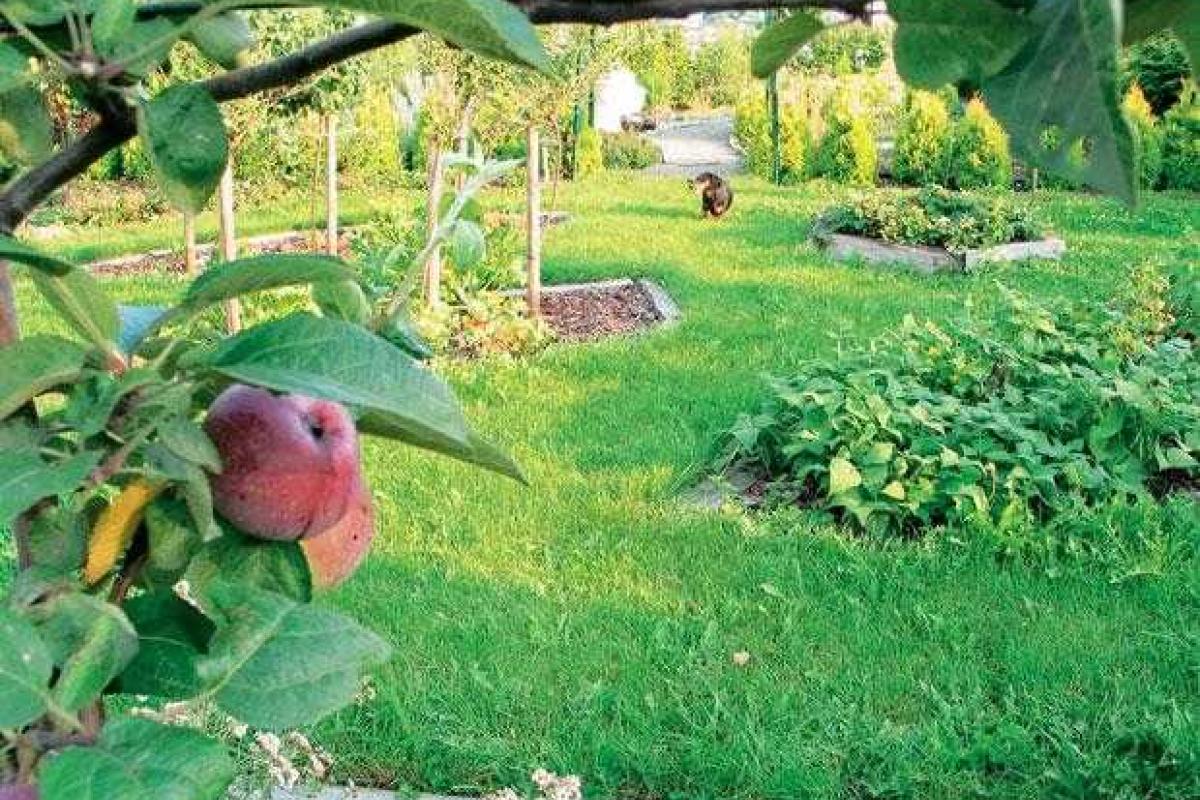 Как облегчить уход за садом