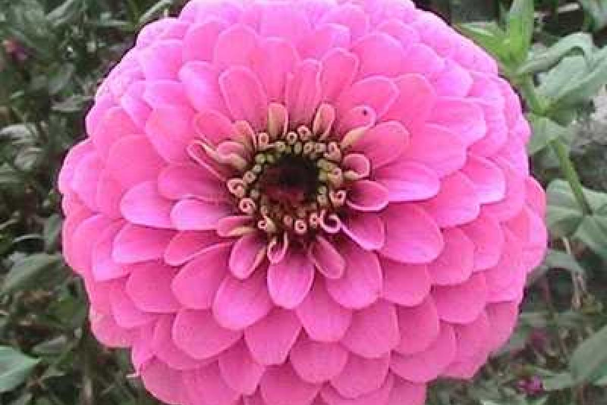 Выращивание цинии