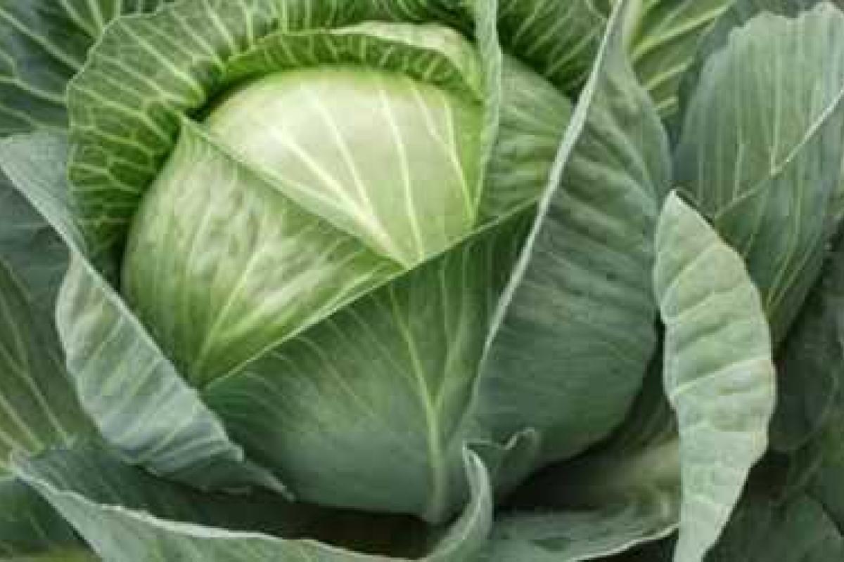 Какие продукты очищают организм Какие продукты очищают организм