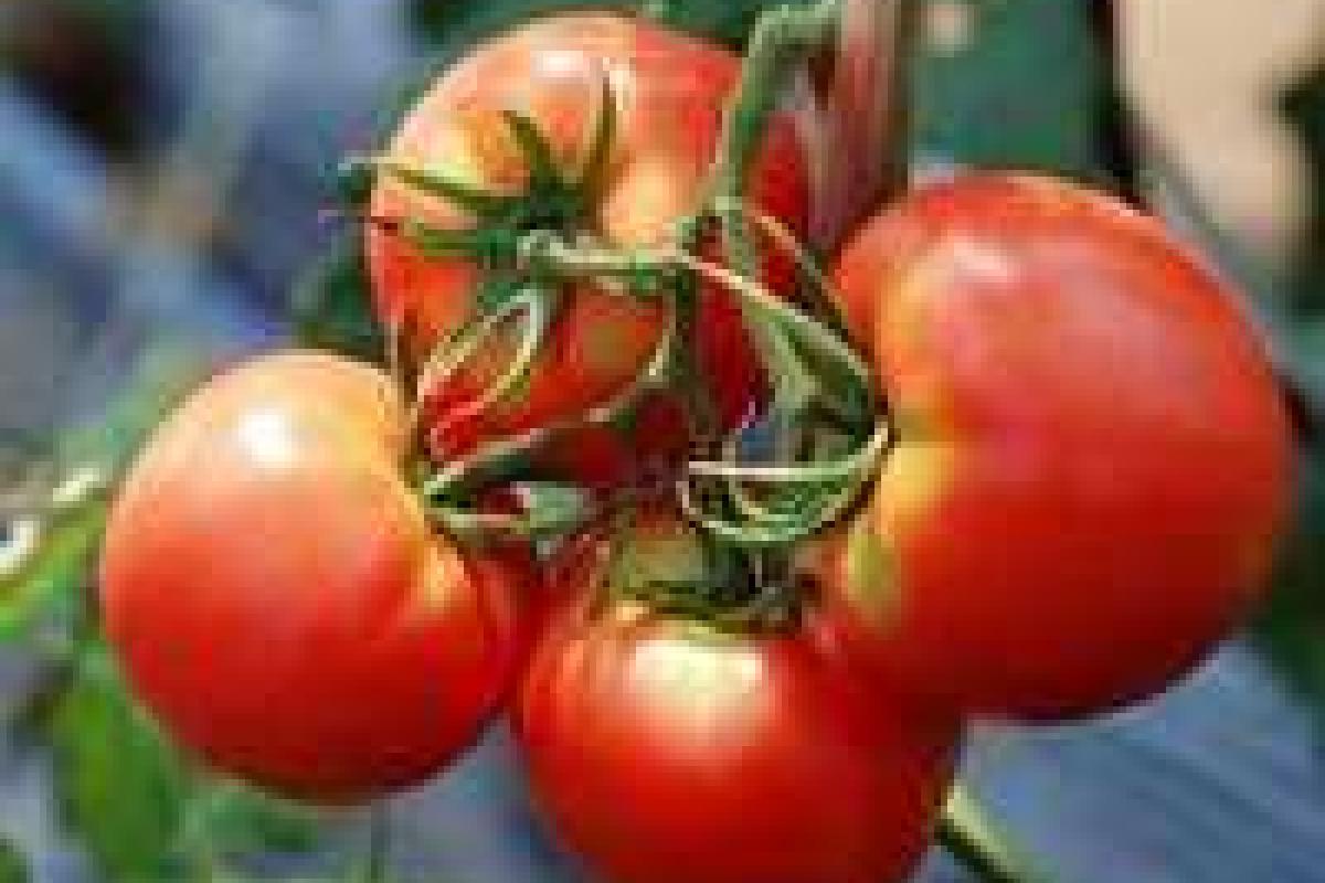 Томат назвали секретным оружием против женского рака