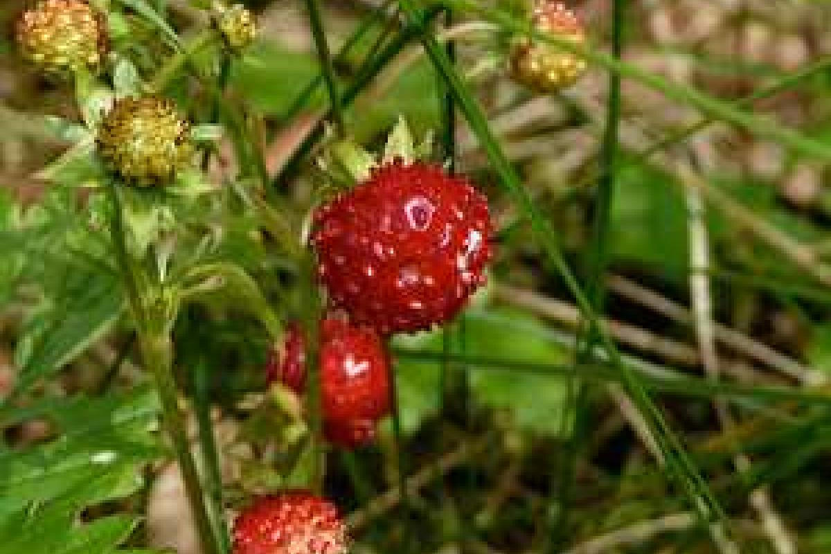 Сорта земляники садовой