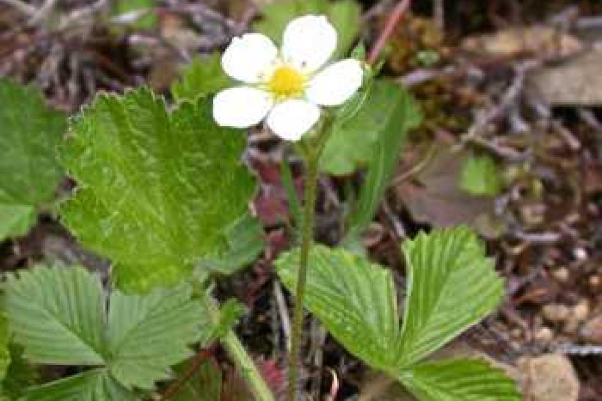 Что нужно для посева земляники