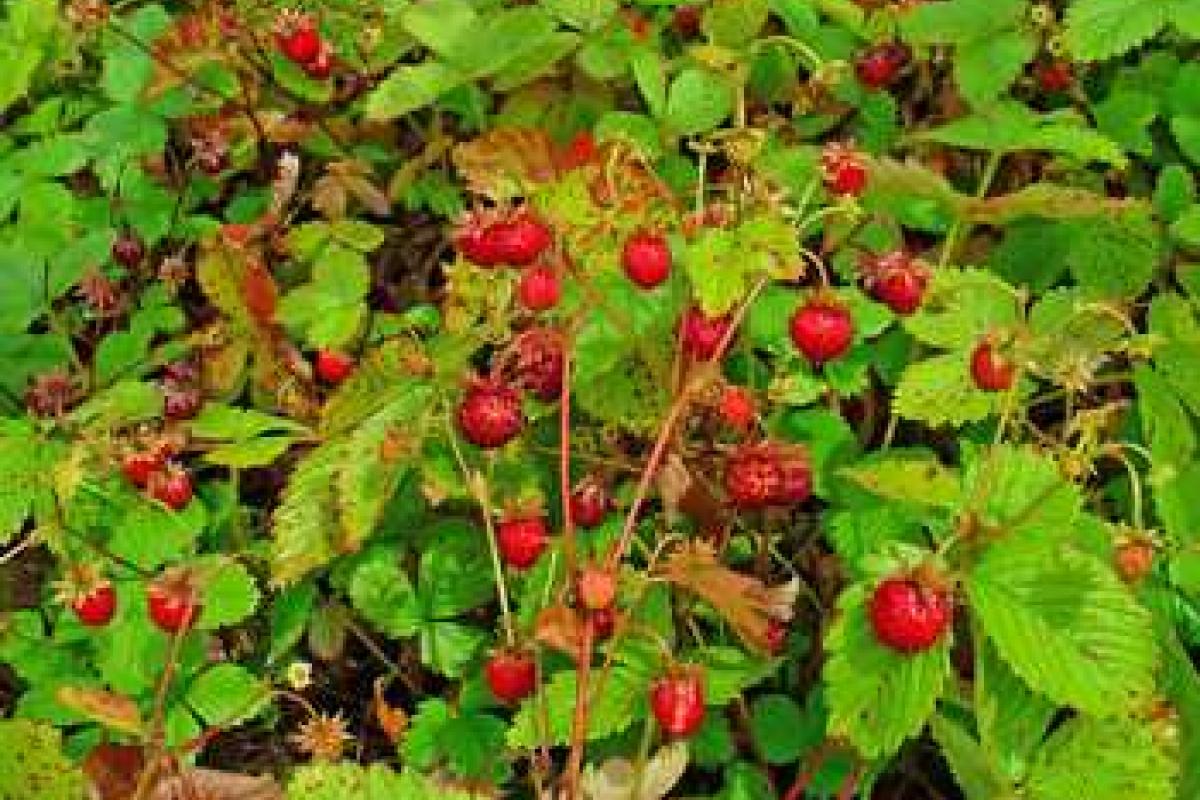 Посадка семян земляники