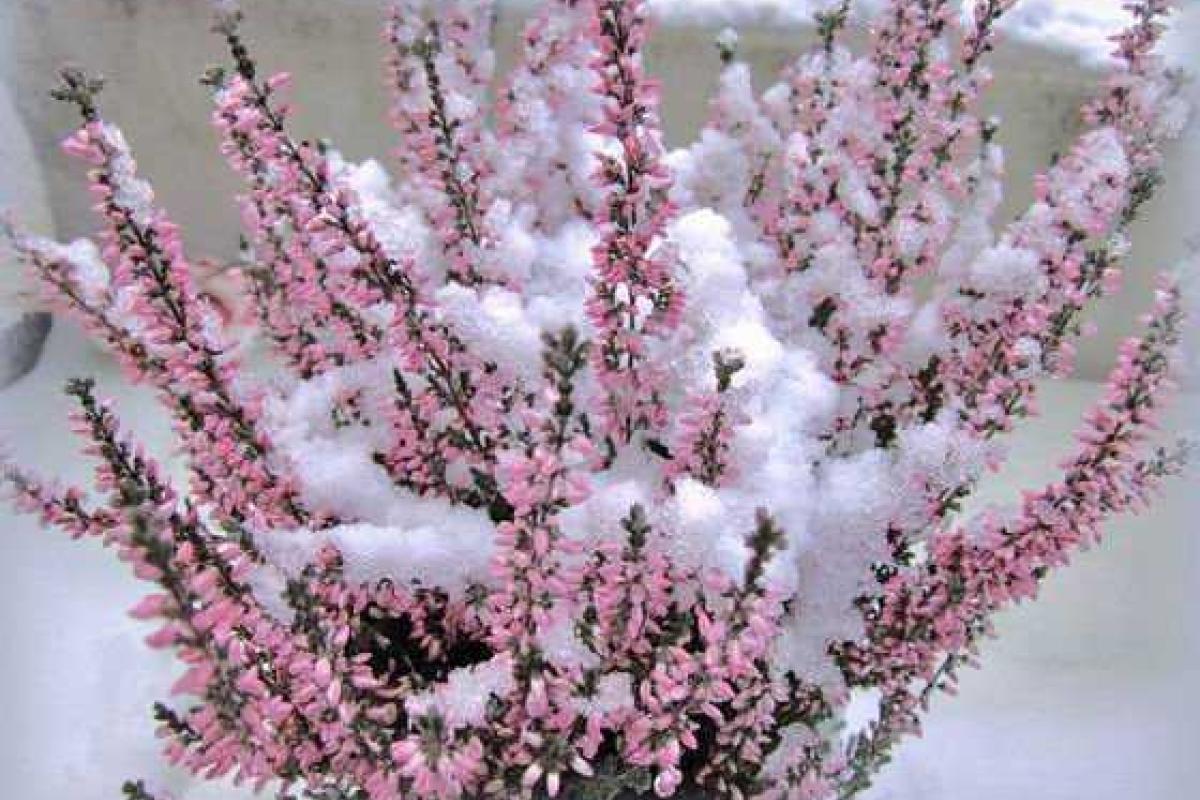 Календарь работ на февраль в цветнике и ягоднике 