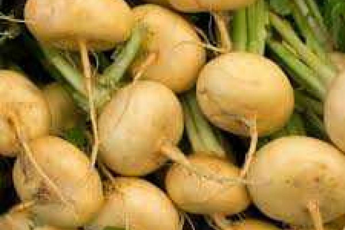 Названы новые способы похудения с репкой Названы новые способы похудения с репкой