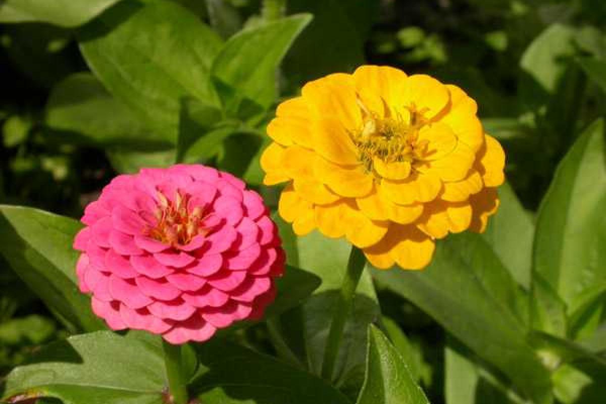 Особенности ухода за цинией