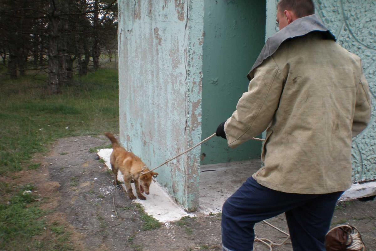 Собаку, которая провалилась в яму, спасли в Херсонской области Собаку, которая провалилась в яму, спасли в Херсонской области