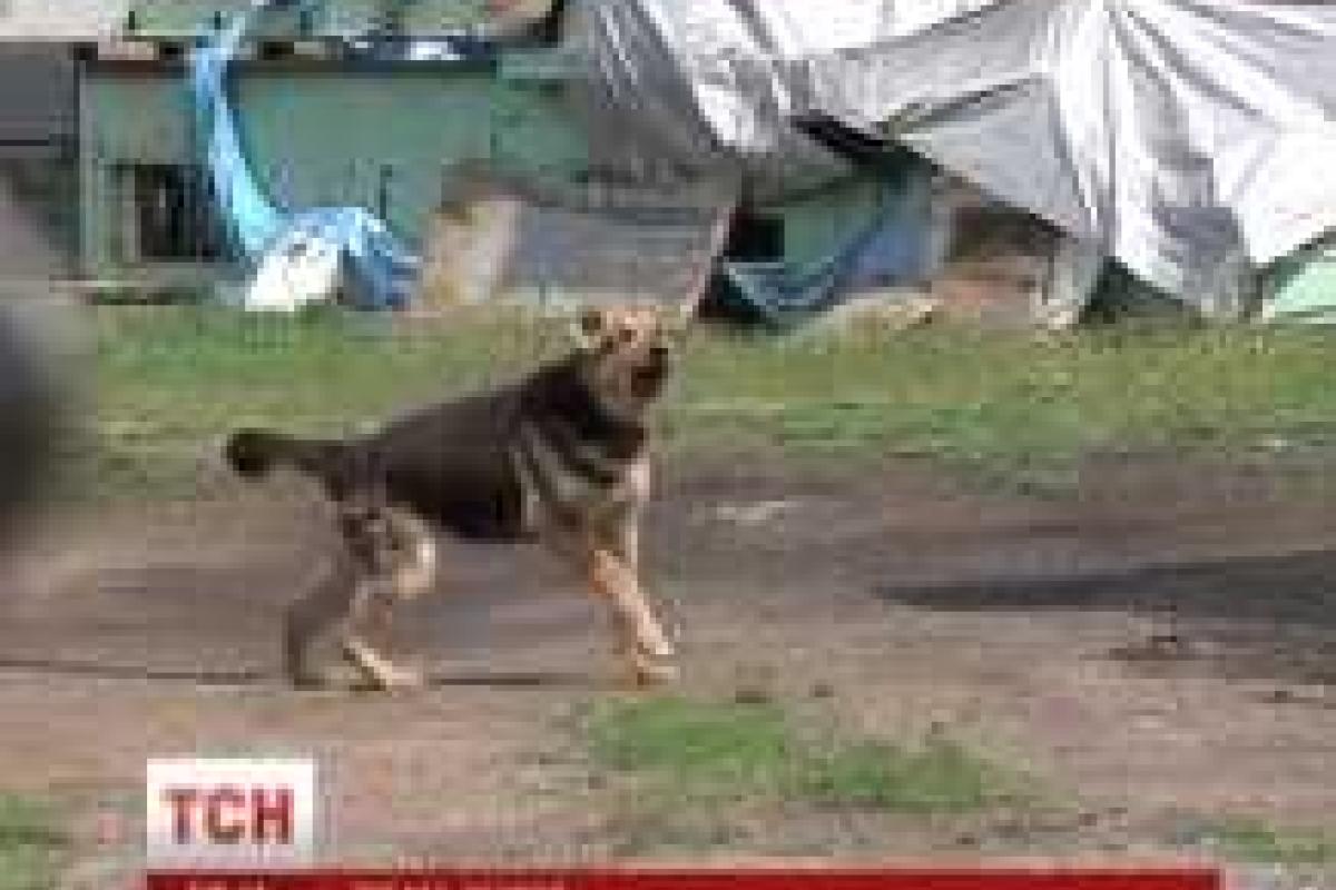 7-летнего мальчика загрыз домашний пес в Николаевской области 7-летнего мальчика загрыз домашний пес в Николаевской области