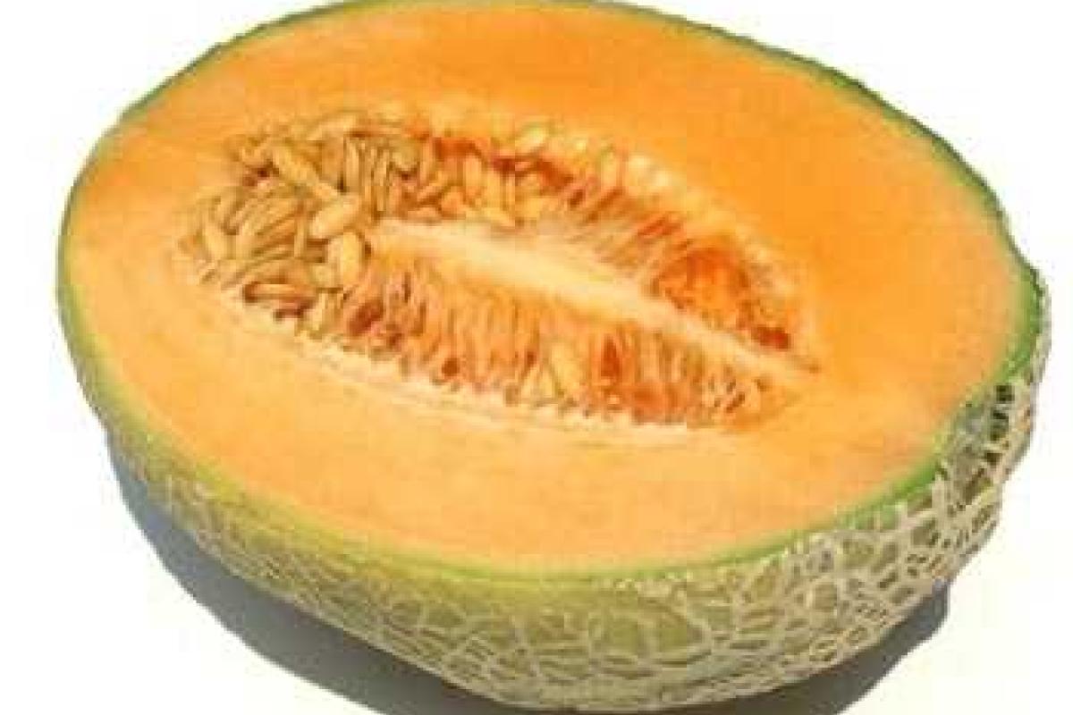 Выращивание дыни Выращивание дыни