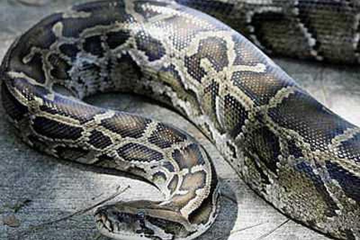 Австрийский водитель наткнулся на 2,5-метрового питона Австрийский водитель наткнулся на 2,5-метрового питона