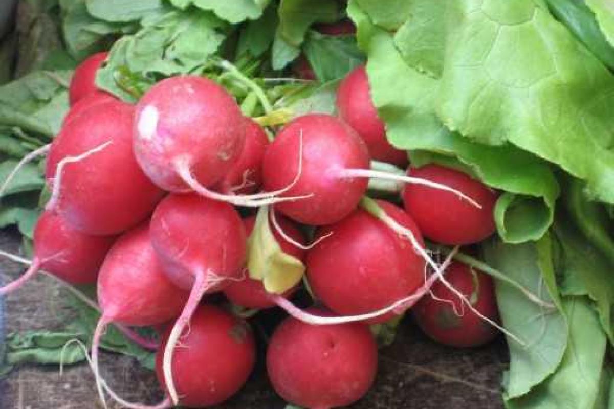 Как правильно выбирать редиску