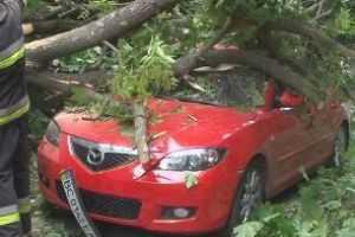 Спасатели высвободили 2-х людей с автомобиля, на который упало дерево во Львове Спасатели высвободили 2-х людей с автомобиля, на который упало дерево во Львове