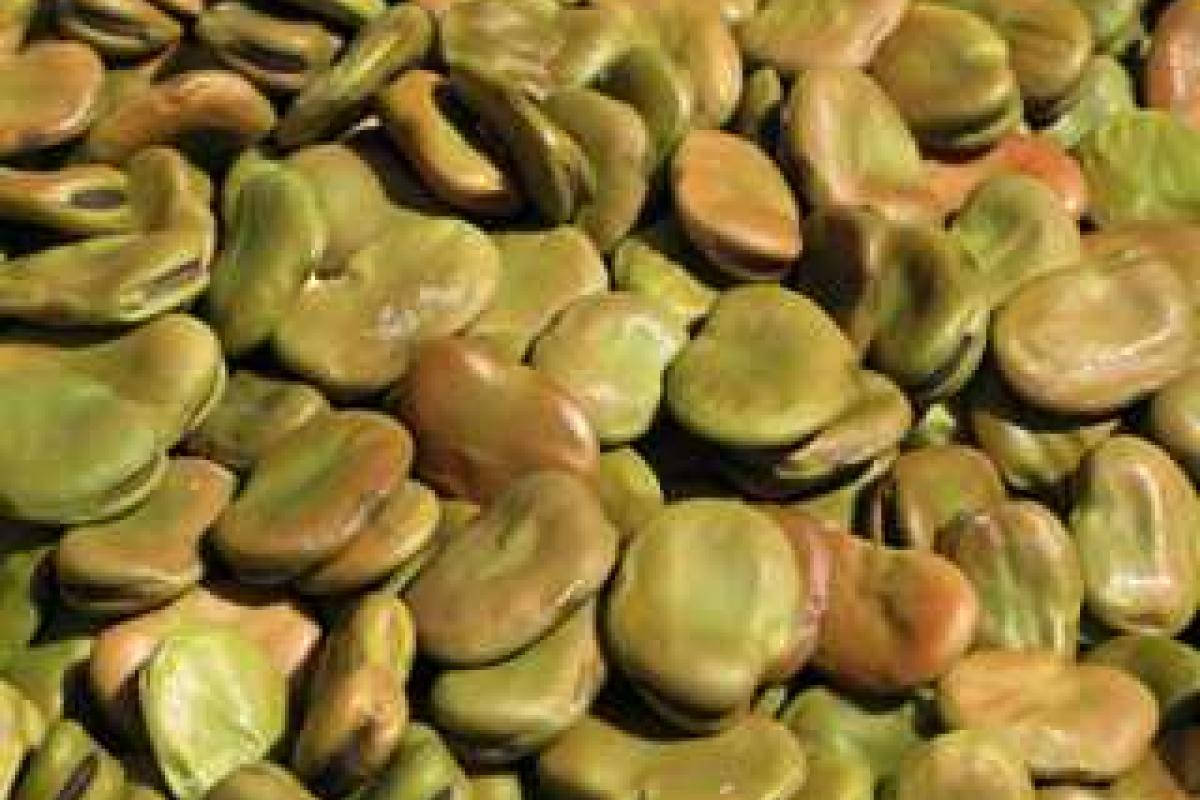 Болезни бобовых культур Болезни бобовых культур