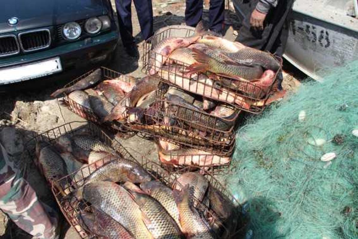 В Одесской области браконьеров, которые незаконно выловили 265 килограммов рыбы В Одесской области браконьеров, которые незаконно выловили 265 килограммов рыбы