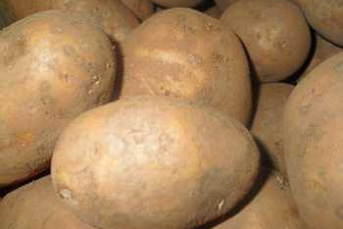 Сорта картофеля