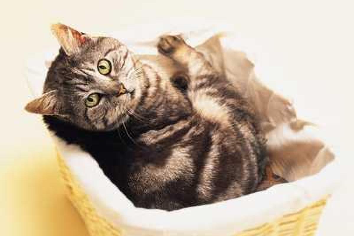 Почему у кошек меняется поведение Почему у кошек меняется поведение