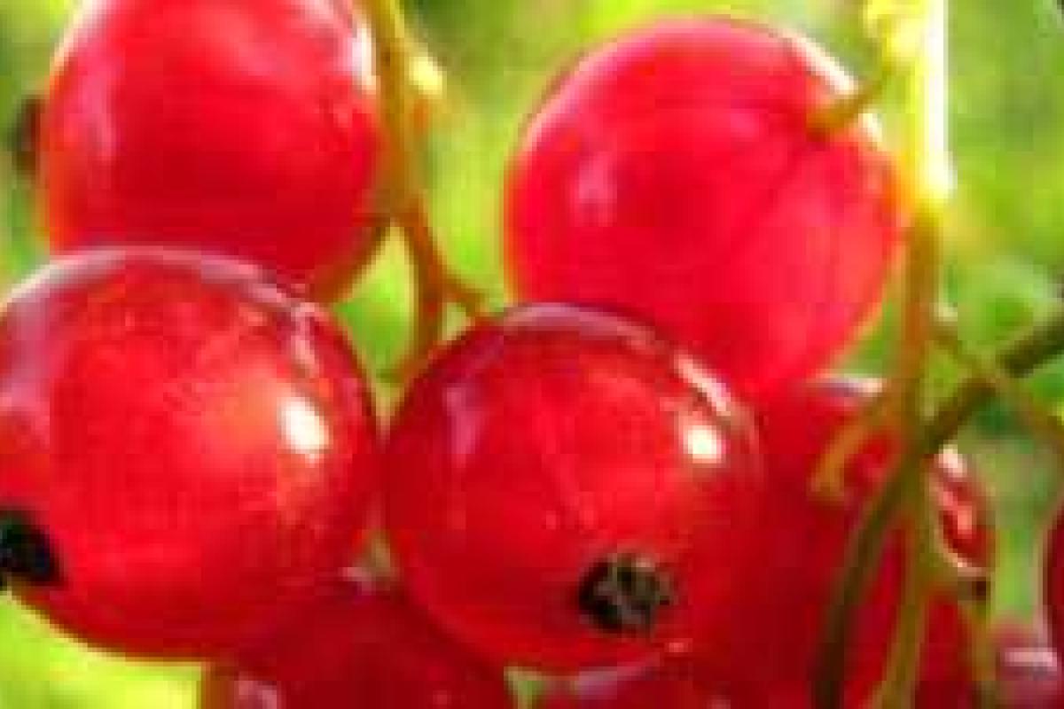 Желе из красной смородины Желе из красной смородины