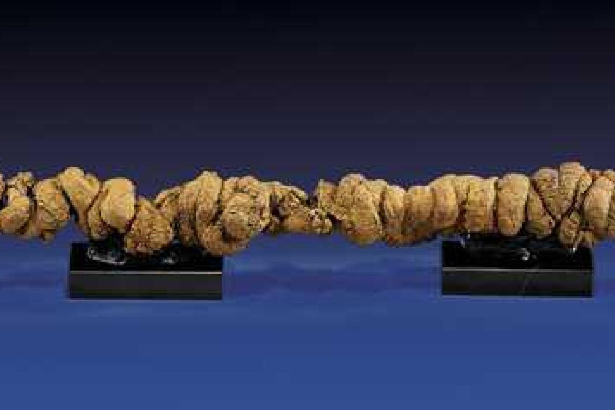 Раритетные экскременты уйдут с молотка за 10 тысяч долларов