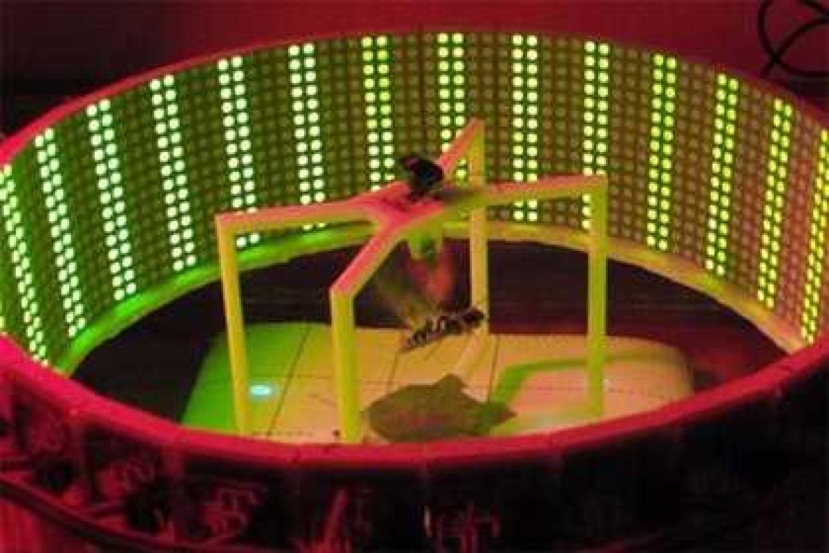 Американские ученые начали создавать бабочек-киборгов Американские ученые начали создавать бабочек-киборгов