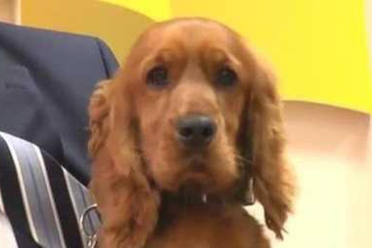 Общественности показали самого честного таможенника Украины