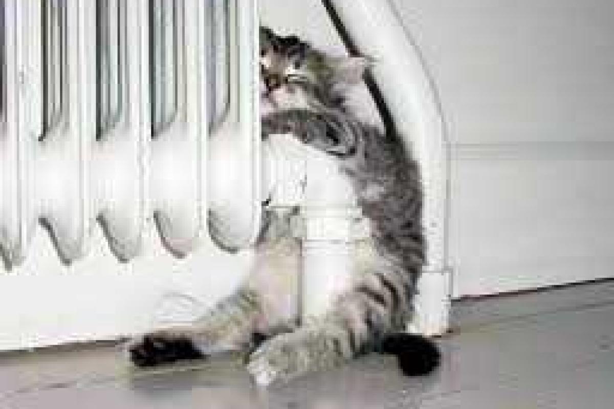 Дома украинцев зимой будут отапливать мазутом 