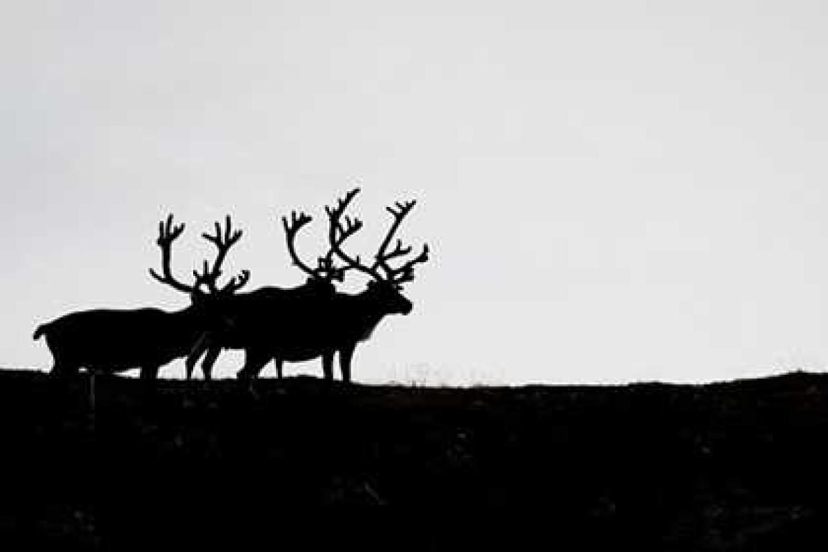 В мясе норвежских оленей обнаружен рекордный уровень радиации В мясе норвежских оленей обнаружен рекордный уровень радиации