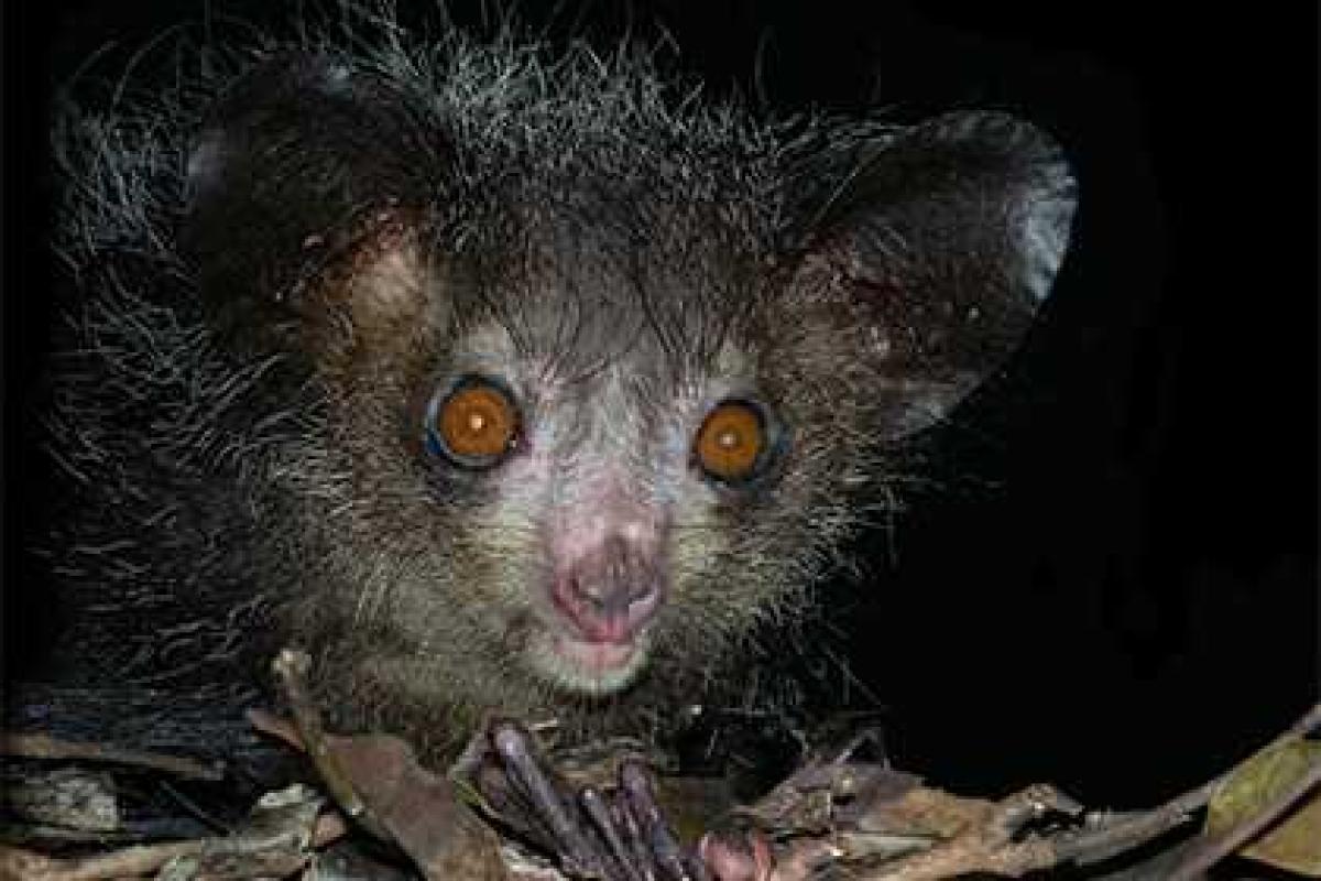 WWF составил список самых страшных животных Земли WWF составил список самых страшных животных Земли