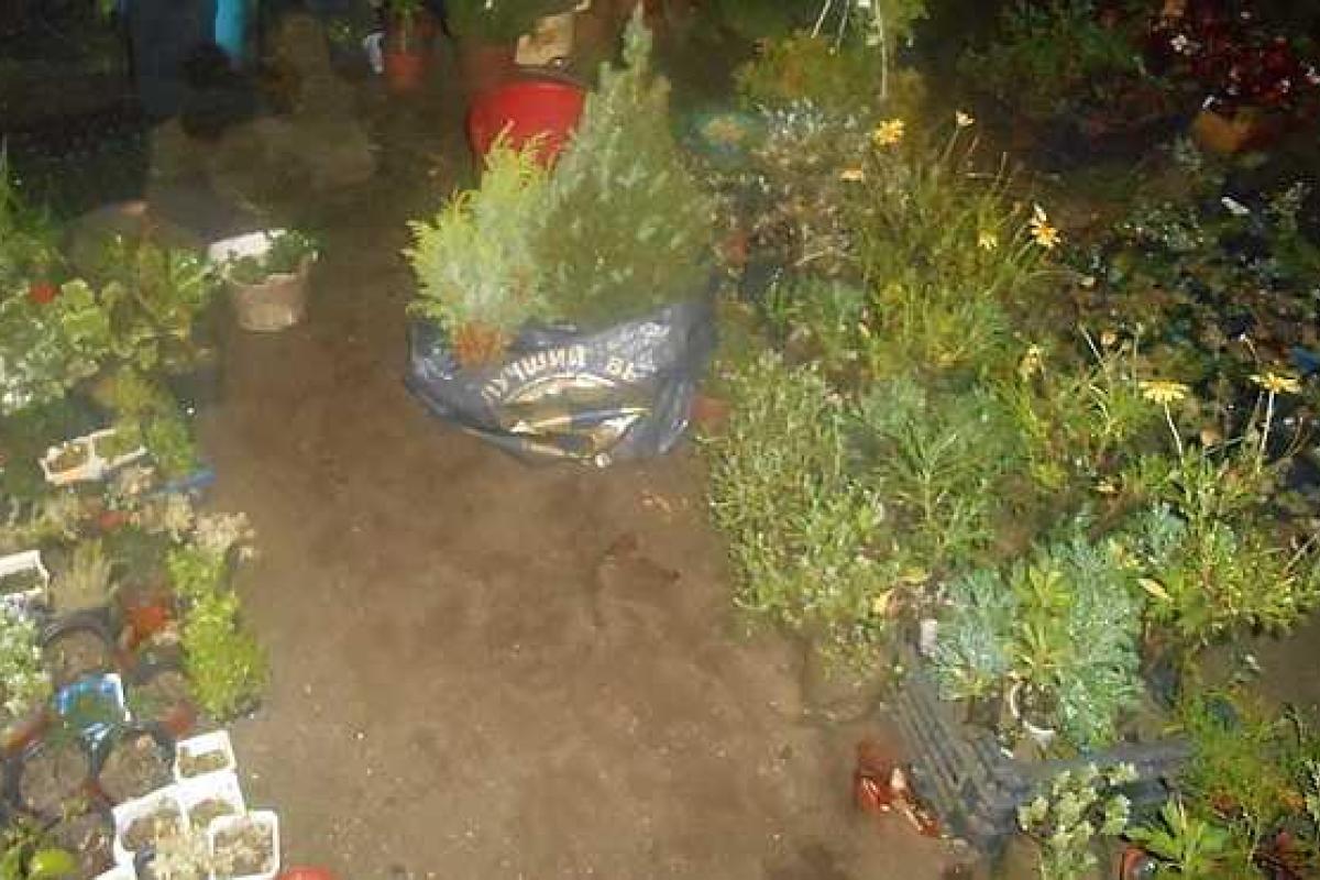 На Закарпатье задержана воровка декоративных растений На Закарпатье задержана воровка декоративных растений