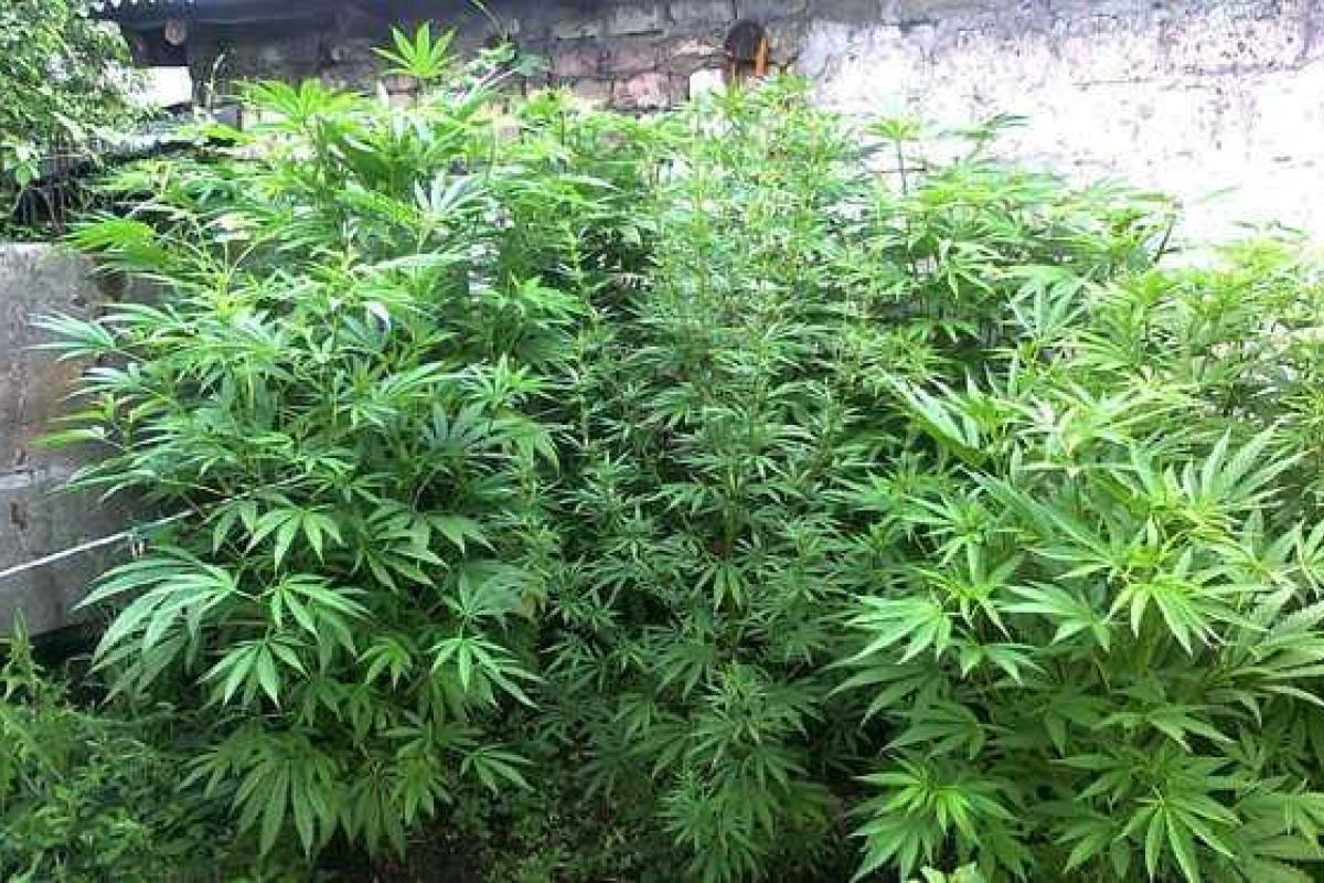 На Донетчине завершена операция "Мак" На Донетчине завершена операция "Мак"