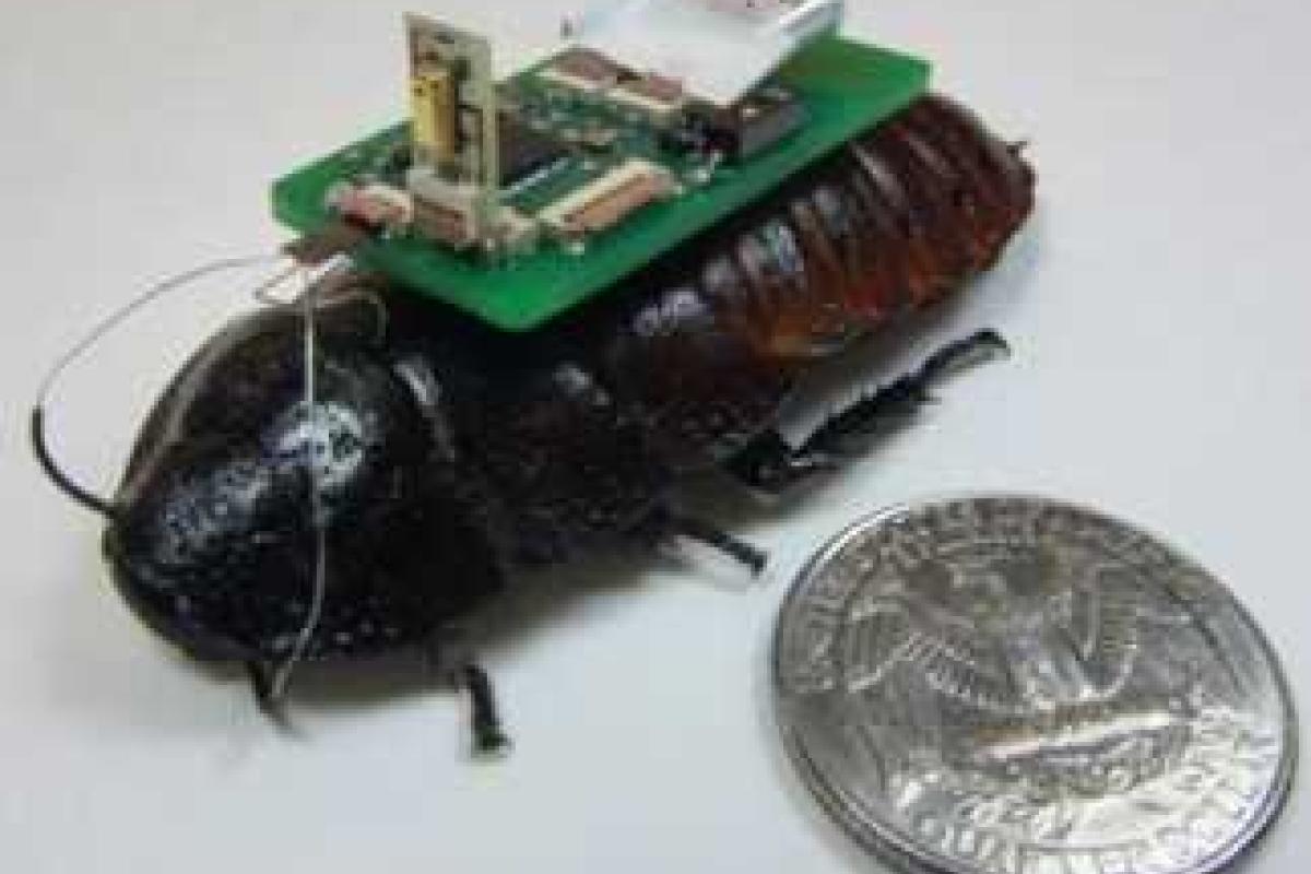 Тараканы-роботы помогут искать людей под завалами Тараканы-роботы помогут искать людей под завалами