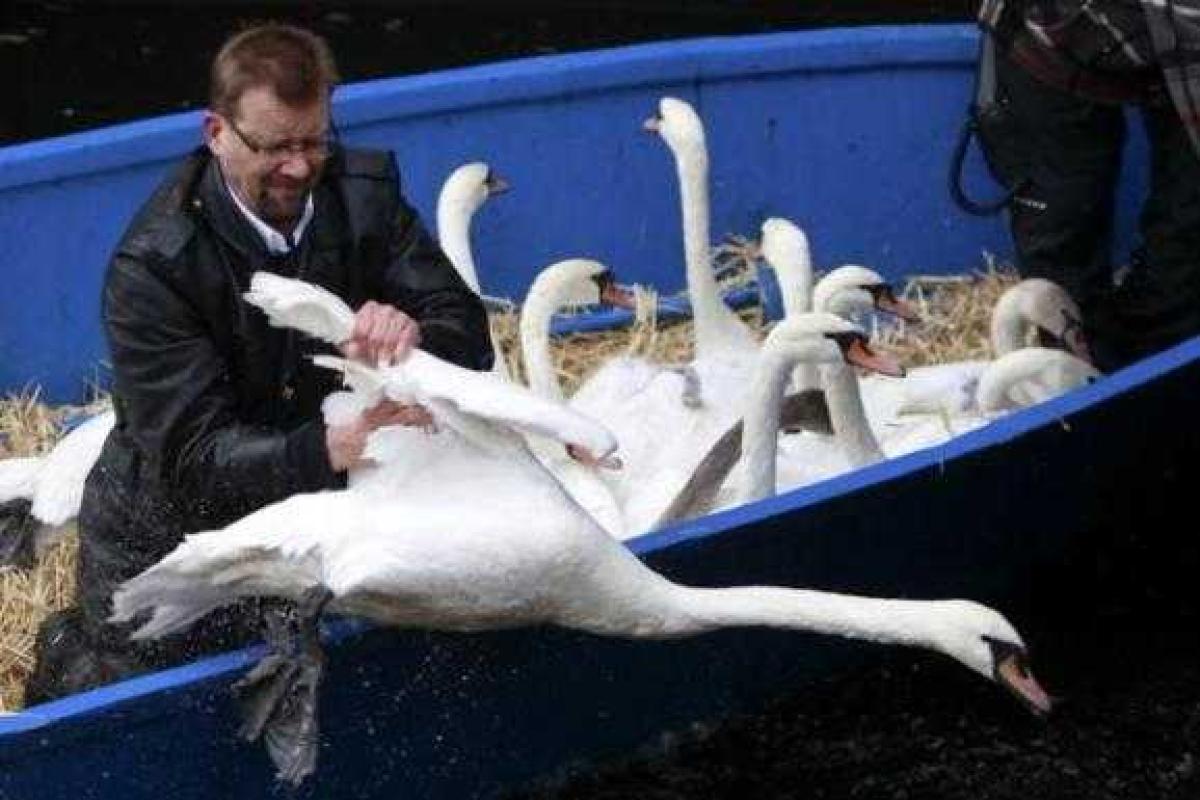 В Гамбурге лебедей отправляют на зимовку В Гамбурге лебедей отправляют на зимовку